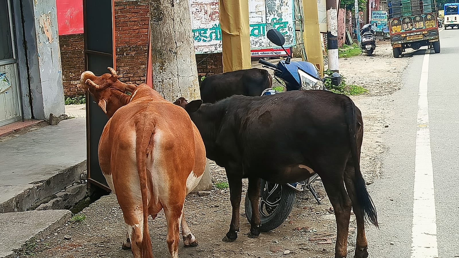 कोटद्वार में आवारा पशुओ (गौवंशियों ) का आतंक….