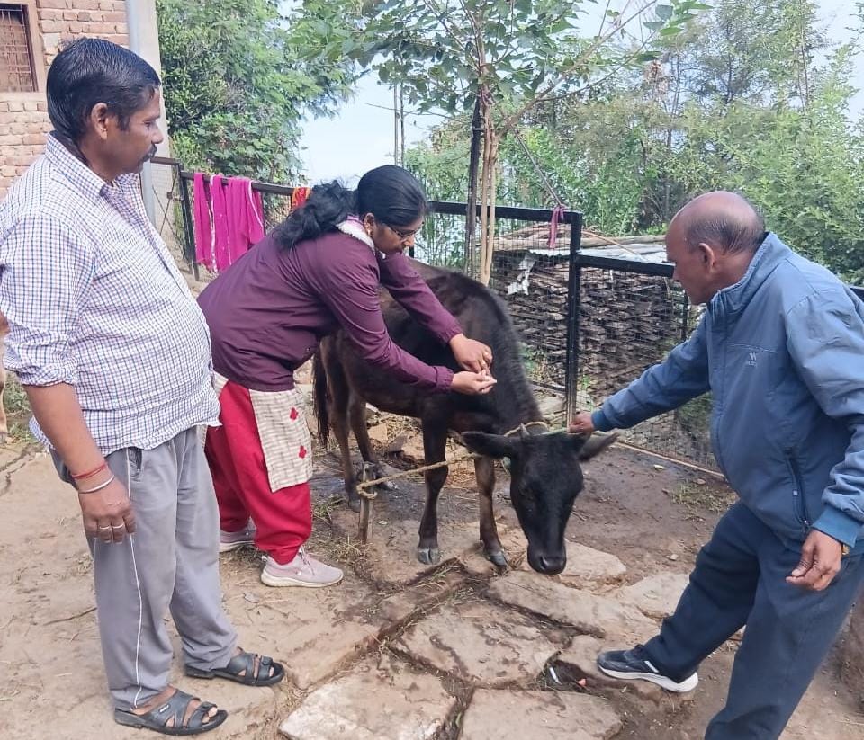 खुरपका मुंहपका टीकाकरण अभियान में अब तक 58 प्रतिशत पशुओं का हुआ टीकाकरण..मुख्य पशु चिकित्साधिकारी ने पशुपालकों से टीकाकरण में सहयोग की अपील की